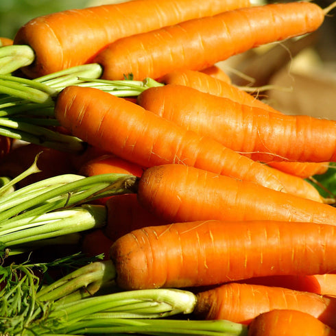 Carrot Nantes Seeds